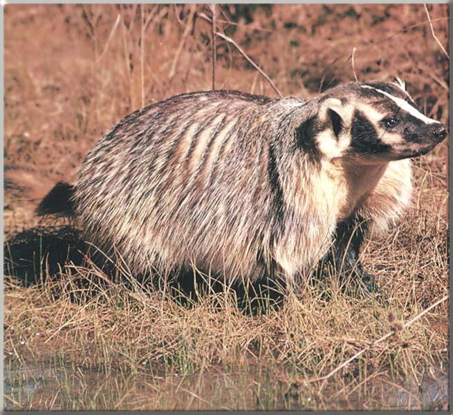 North American Badger 13-On Swamp Edge.JPG