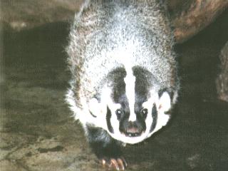 North American Badger-anim036.jpg