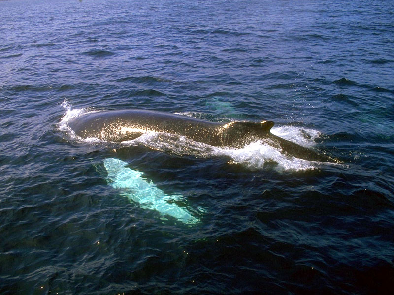 160041-Humpback Whales.jpg