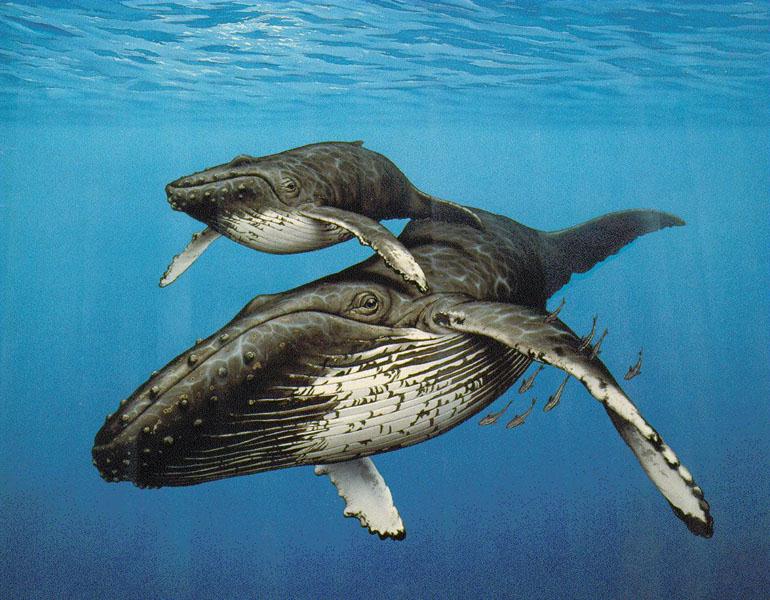 Art-Humpback Whales-Mom and Baby.jpg