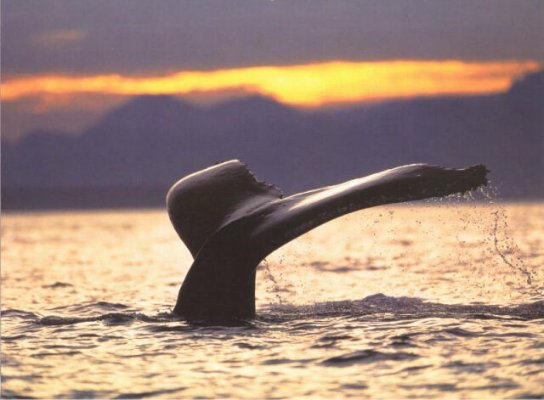 Humpback Whale-fluke closeup.jpg
