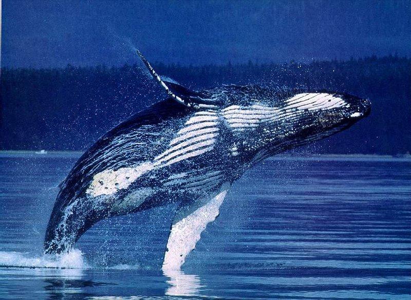 Humpback Whale 01-jumping.jpg