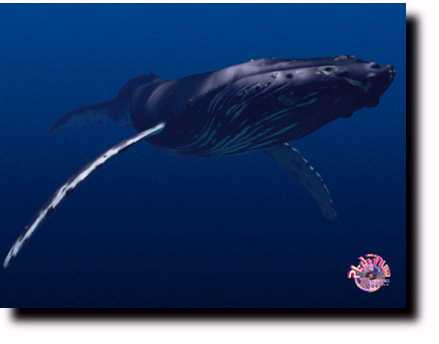 Humpback Whale 05.jpg