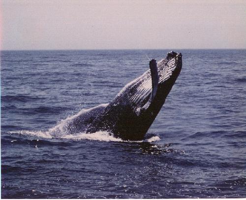 Humpback Whale-goodbye.jpg