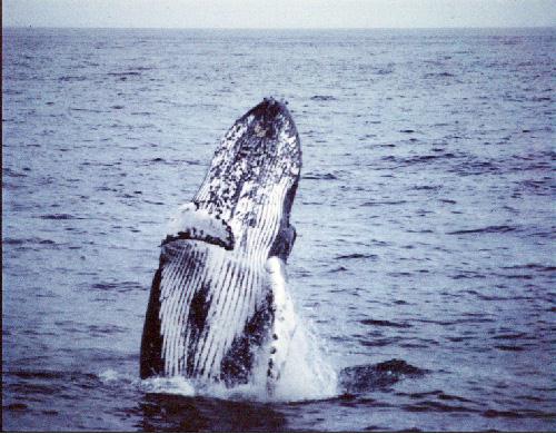 Humpback Whale-hello.jpg