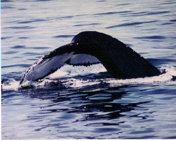 Humpback Whale-Tail Fluke-new-3a.jpg