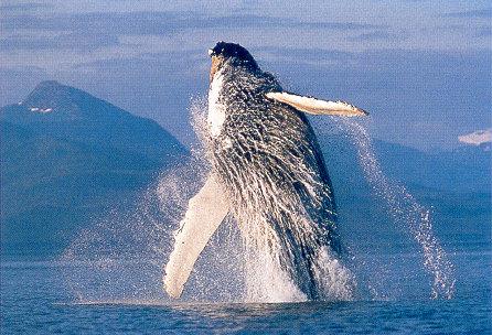lj Breaching Humpback Whale-Alaska\'s Inside Passage.jpg