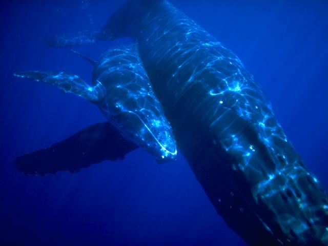 ma-ce-s095258-Humpback Whales-Mom and Baby.jpg