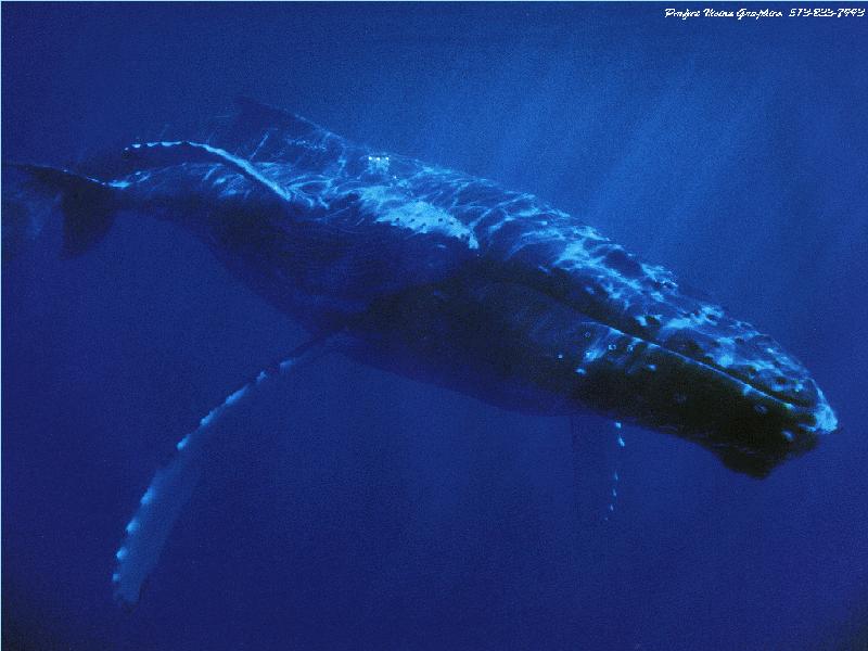 pvmar02 Humpback Whales-Mom and calf.jpg