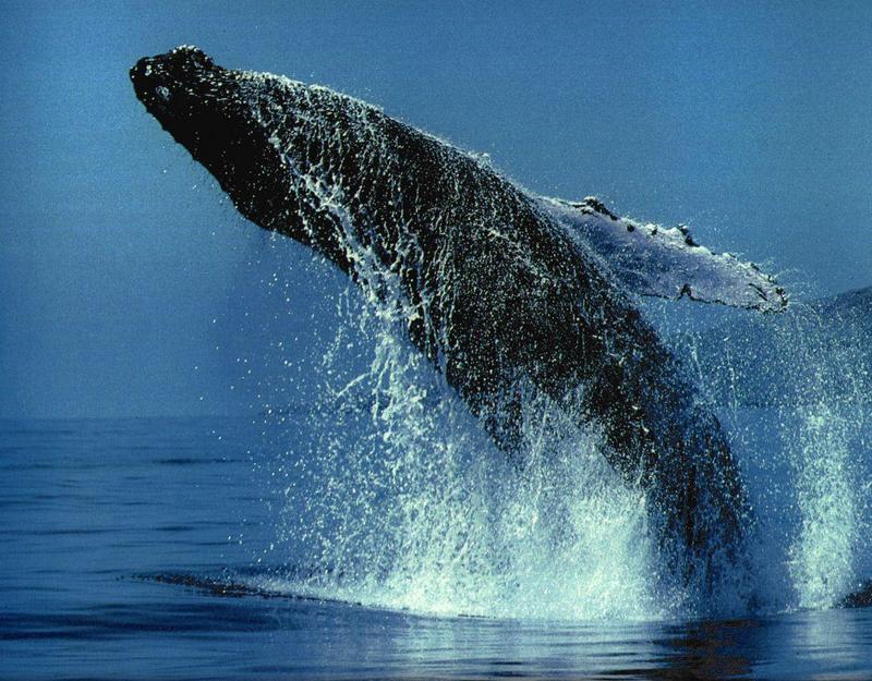 whale1-Humpback Whale-jumping.jpg