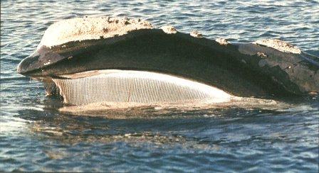 Southern Right Whale 00.jpg