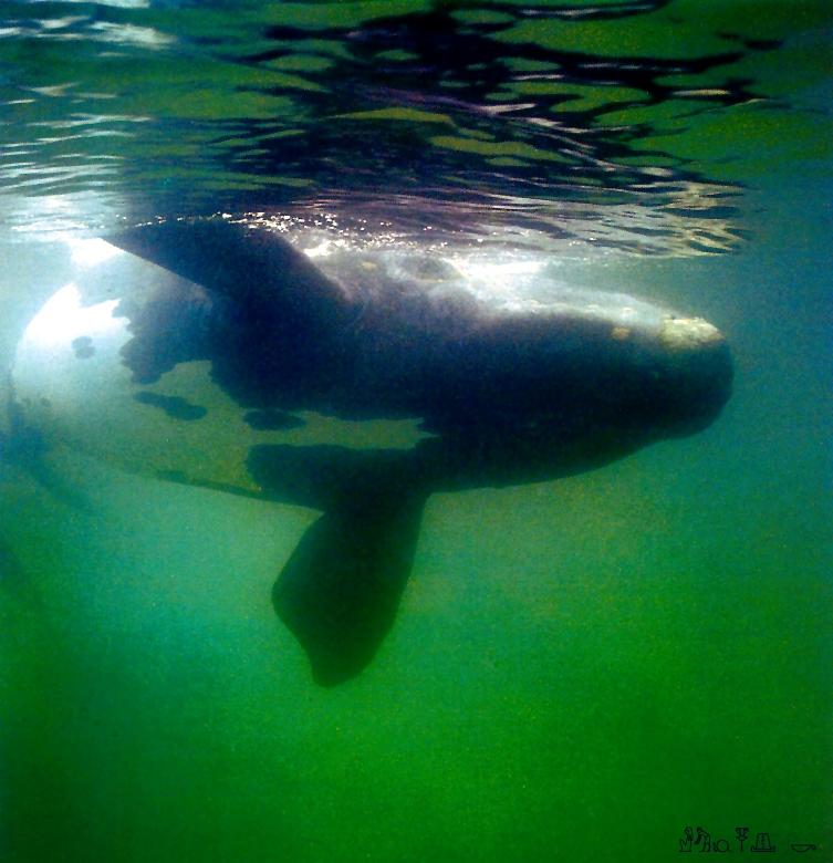 Southern Right Whale-closeup from underwater.jpg