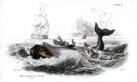 Anmaq018-Painting-Hunting Sperm Whale.jpg