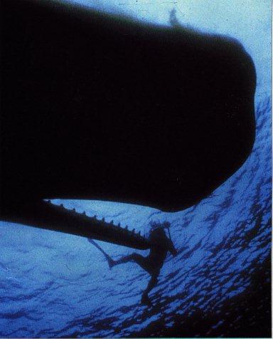Sperm Whale Head.jpg