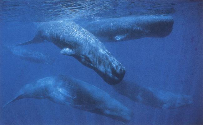 UW G natgeo 1998-July Sperm-Whales.jpg