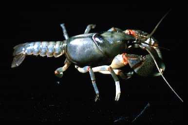 Fallicambarus devastator-Texas Freshwater Crayfish.jpg