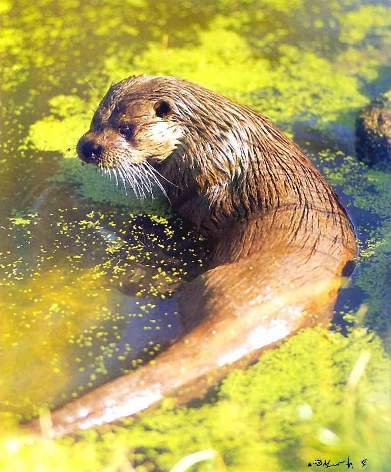 European Otter-Eurasian River Otter-closeup in water.jpg