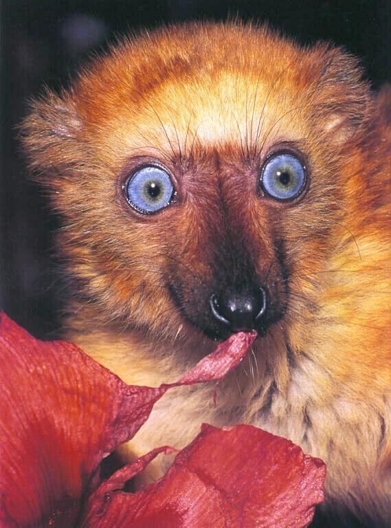  Blue eyed lemur.jpg