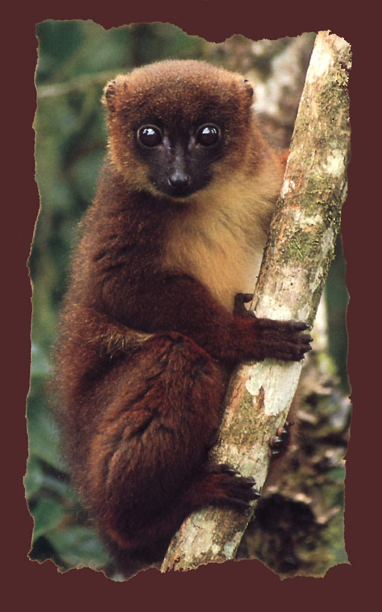 KsW-WWF-Lemur-hanging trunk.jpg