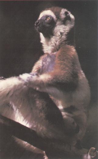 lemur-03.jpg