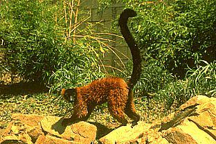 SDZ 0293-Lemur.jpg