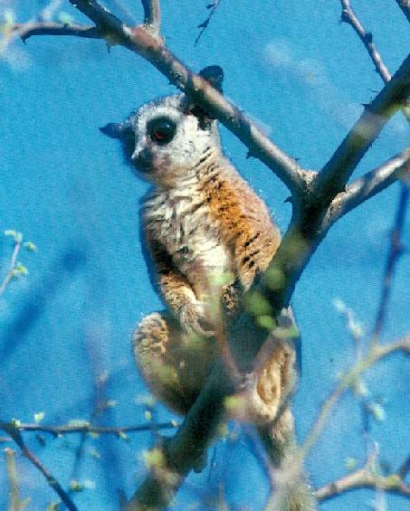 wffm032-Lemur on tree.jpg