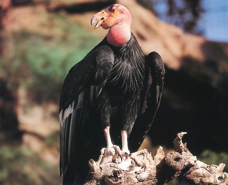 California Condor 01-Perching on trunk.jpg