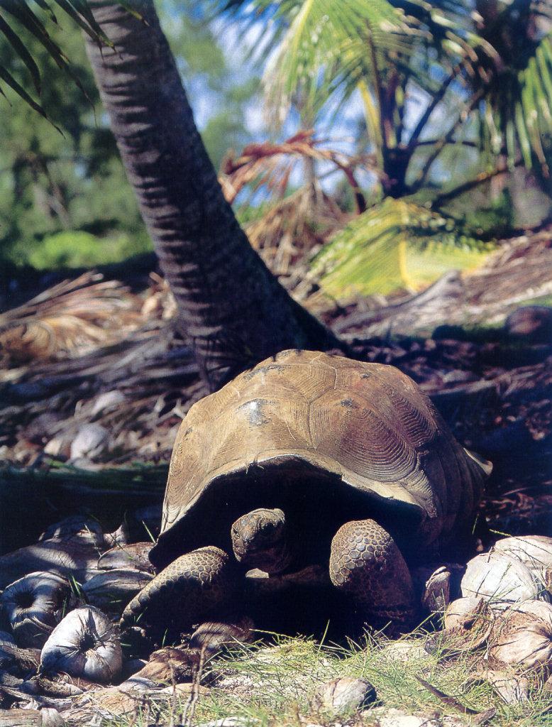 lj Aldabdra Tortoise.jpg