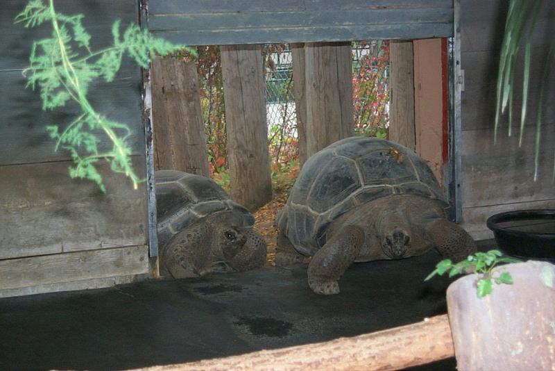 vila12-Aldabra Tortoises-by Joel Williams.jpg