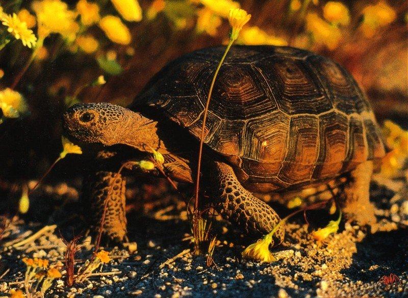 desert tortoise (gopherus agassizii).jpg