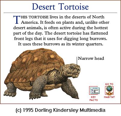 DKMMNature-Reptile-Desert Tortoise.gif