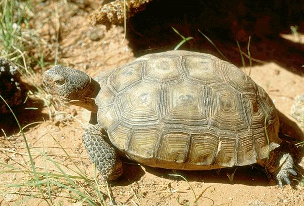 turtle02-Desert Tortoise-closeup.jpg
