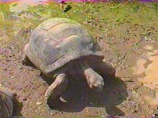 anim059-Galapagose Giant Tortoise-on muddy ground.jpg