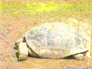 anim061-Galapagose Giant Tortoise-on muddy ground.jpg