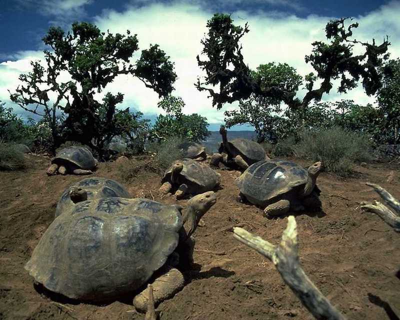 Anmaq023-Galapagos Giant Tortoises.jpg