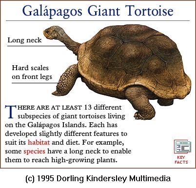 DKMMNature-Reptile-Galapagos Giant Tortoise.gif