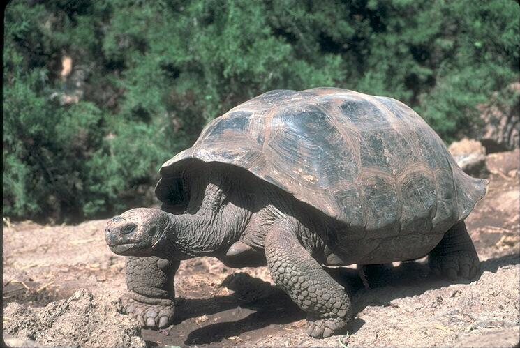 Galapagos Giant Tortoise 1.jpg