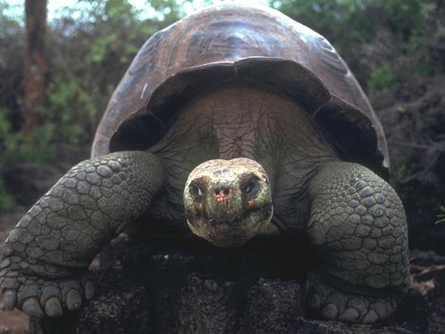 B05i0098-Galapagos Giant Tortoise.jpg