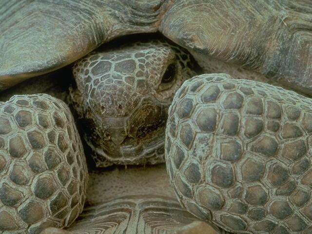 S095200-Galapagos Giant Tortoise-face closeup.jpg