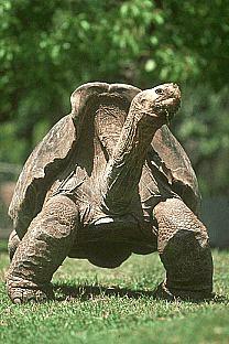 SDZ 0043-Galapagos Giant Tortoise.jpg
