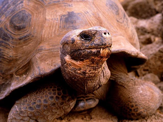 turtle01-Galapagos Giant Tortoise-closeup.jpg