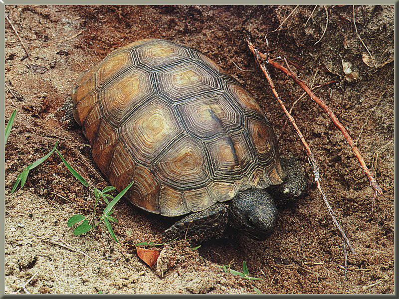 Gopher Tortoise 01.jpg