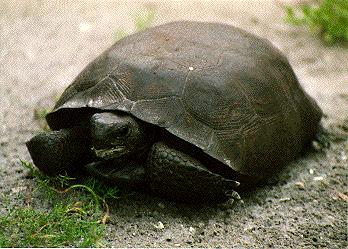 Gopher Tortoise 15-Adult Male.jpg