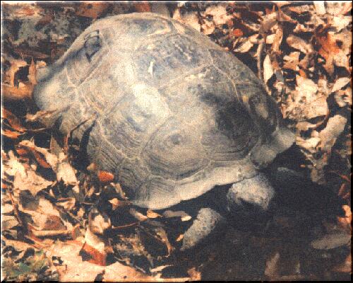 Gopher Tortoise 1-GC Park.jpg