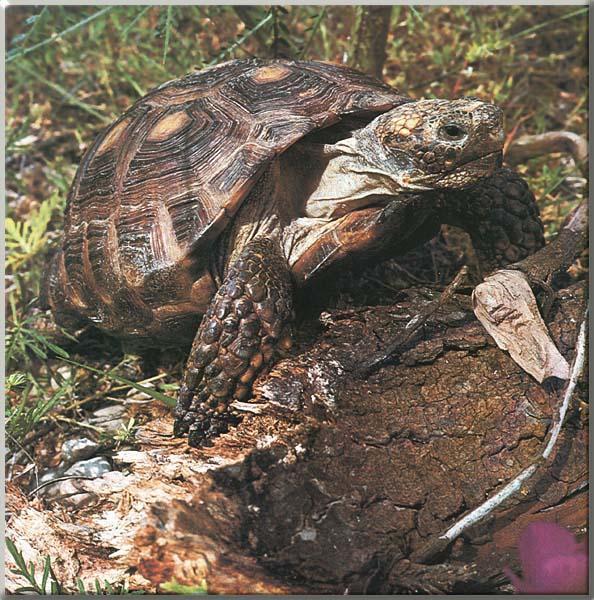 Texas Tortoise 02-Closeup.jpg