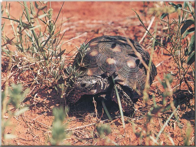 Texas Tortoise 03-Walks in bush.jpg