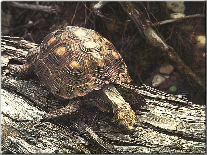 Texas Tortoise 04-Walks along log.jpg