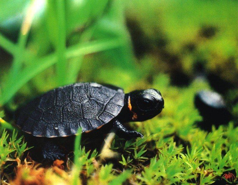bog turtle (clemmys muhlenbergii).jpg