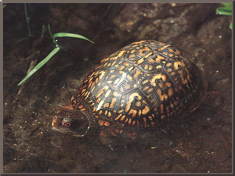 Eastern Box Turtle 01.jpg