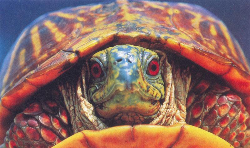 Turtle2-Eastern Box Turtle-male.jpg